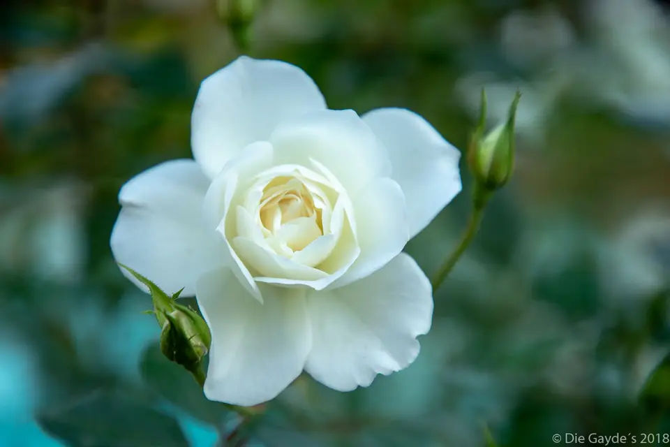 EOS6DMarkII_2018_05_06_0468.jpg