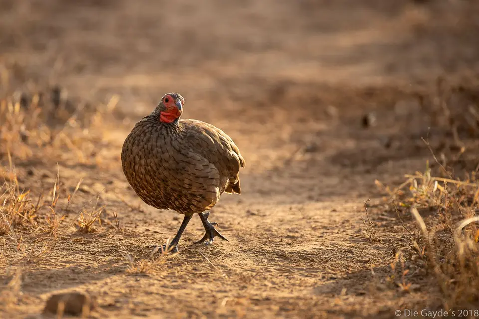 EOS6DMarkII_2018_05_13_1125.jpg