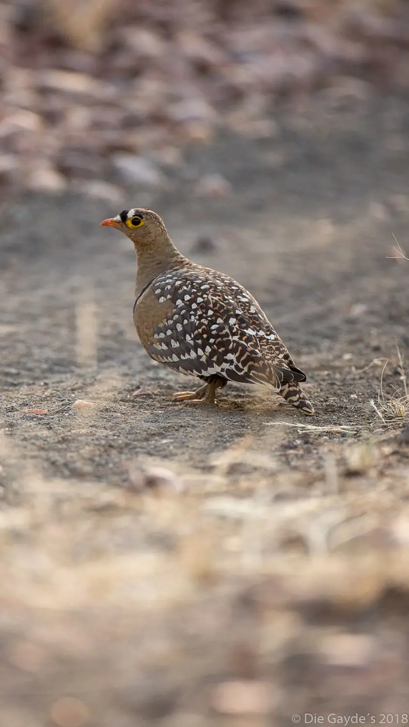 EOS6DMarkII_2018_05_13_1164.jpg