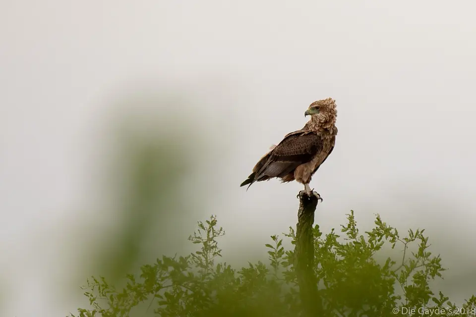 EOS6DMarkII_2018_05_14_1414.jpg