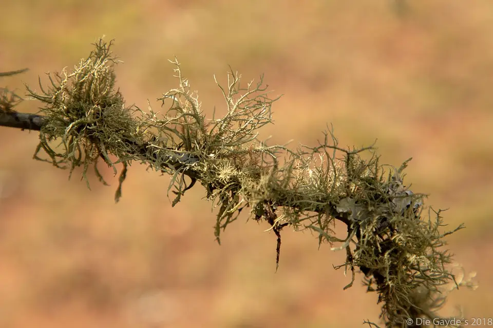EOS6DMarkII_2018_05_16_1594.jpg