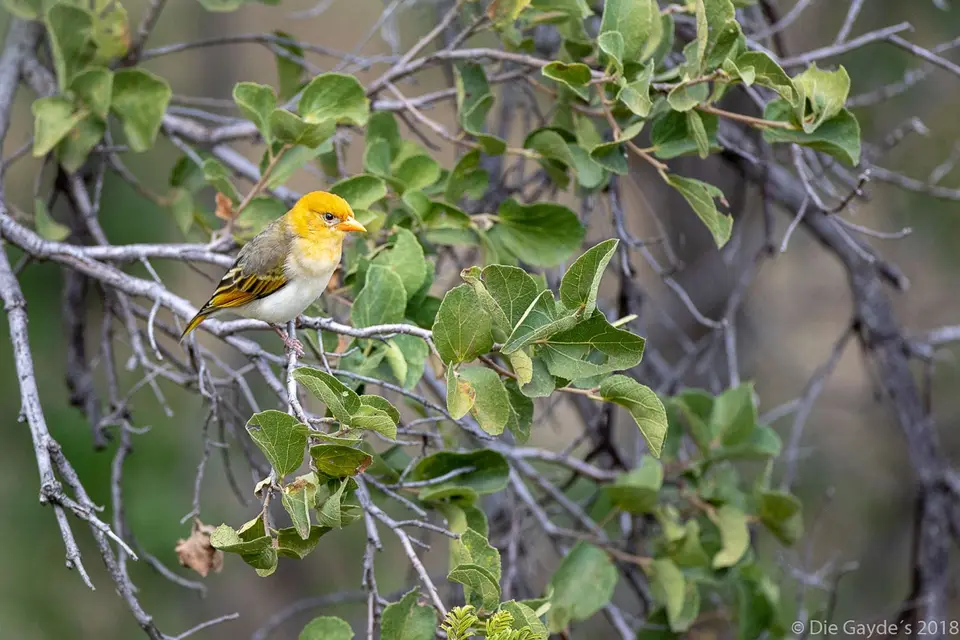 EOS6DMarkII_2018_05_20_2033.jpg