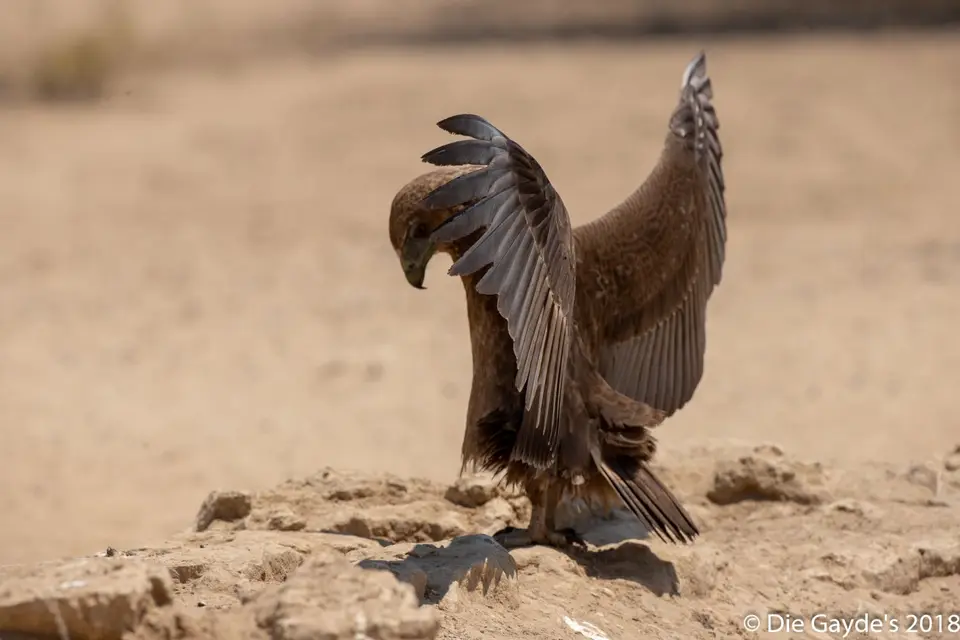EOS6DMarkII_2018_10_10_7651-2.jpg
