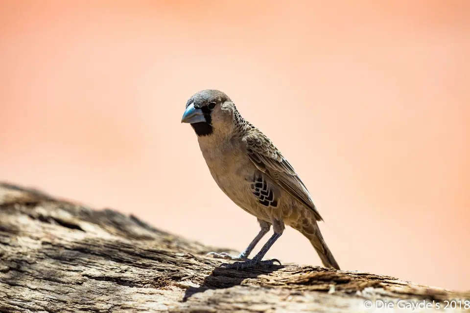 EOS80D_2018_09_28_2016.jpg