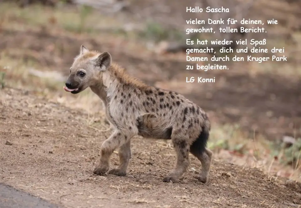 HBadger-2.jpg