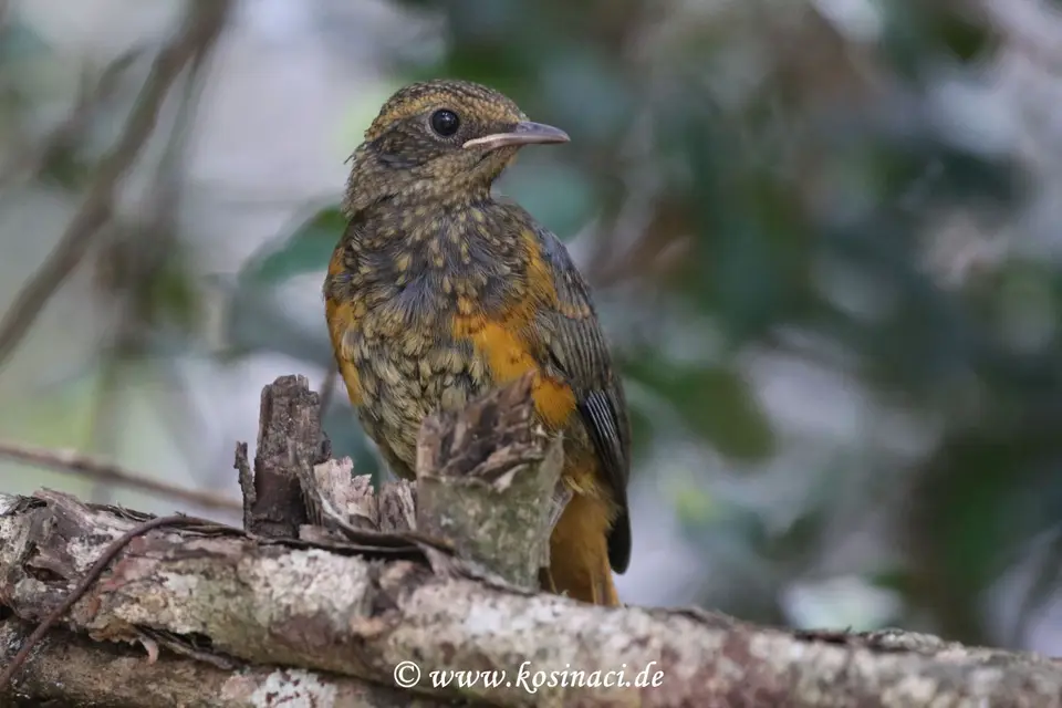 K22_0938.JPG