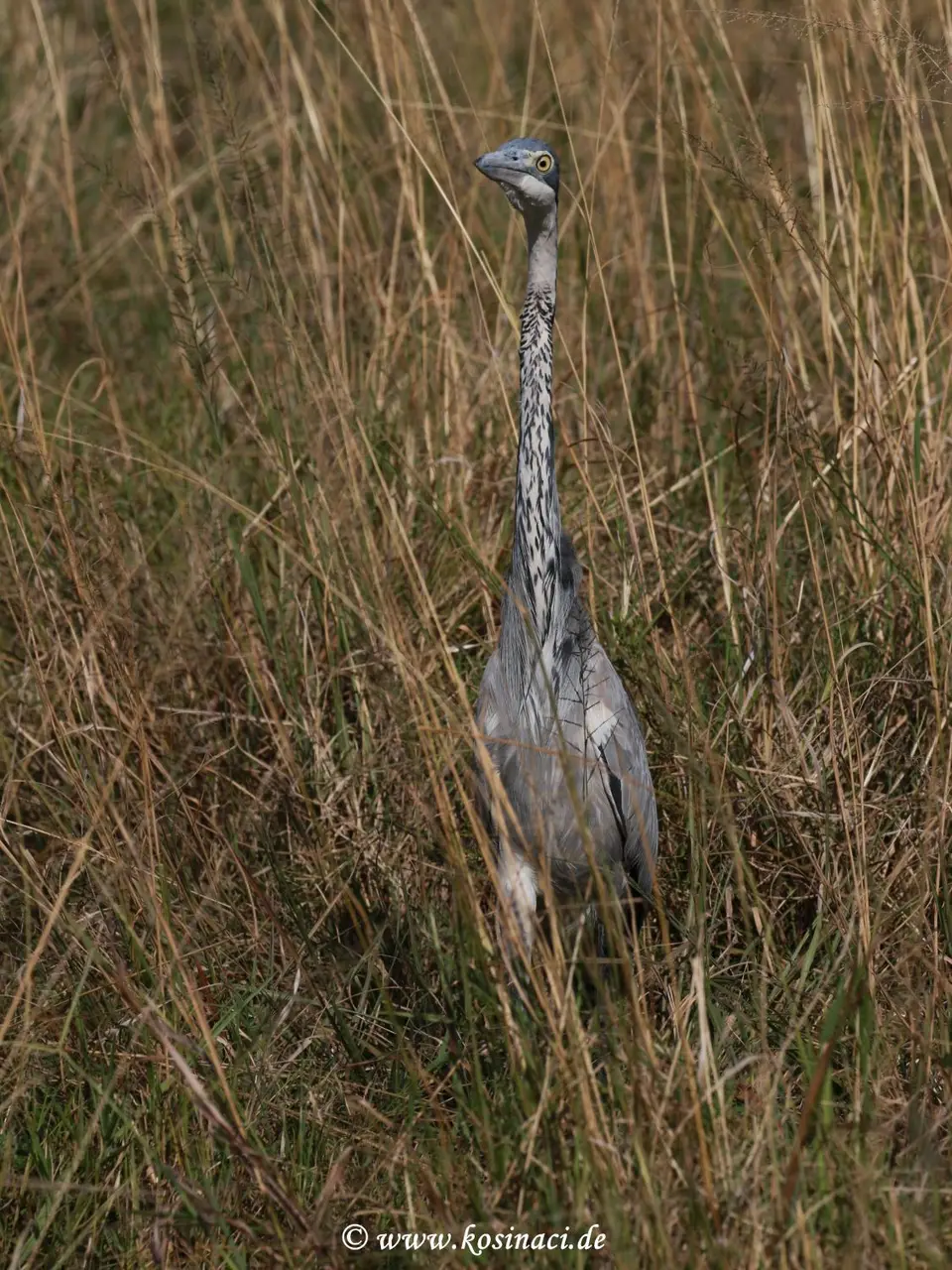 K22_3162.JPG