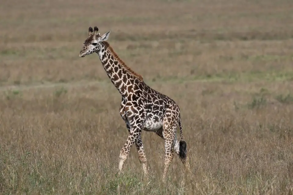 K23_6731.JPG
