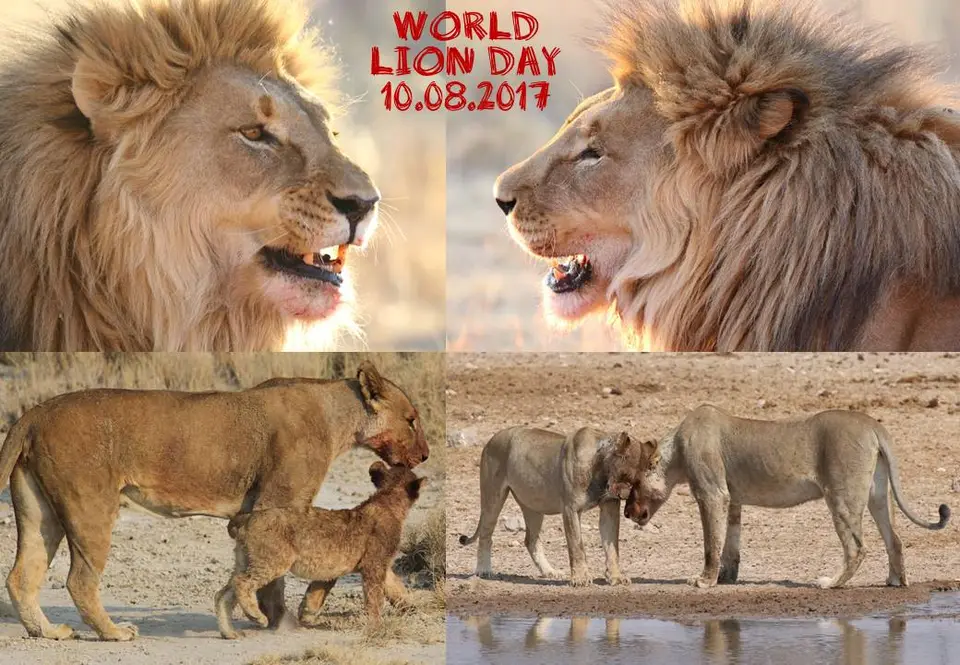 LionDay.jpg