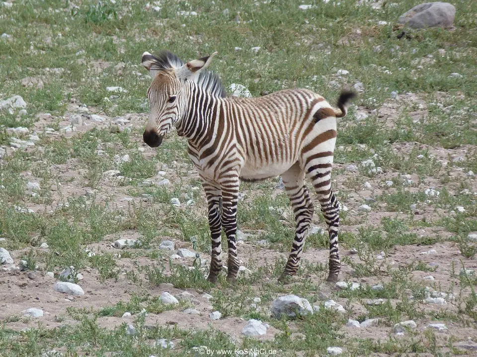 Na15a_8523.JPG