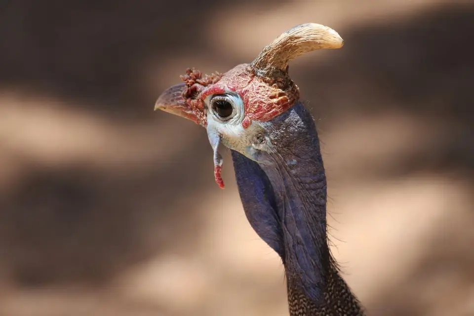 Na16_11819-2.JPG