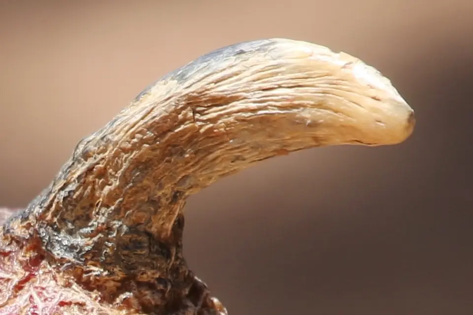 Na16_11819a.JPG
