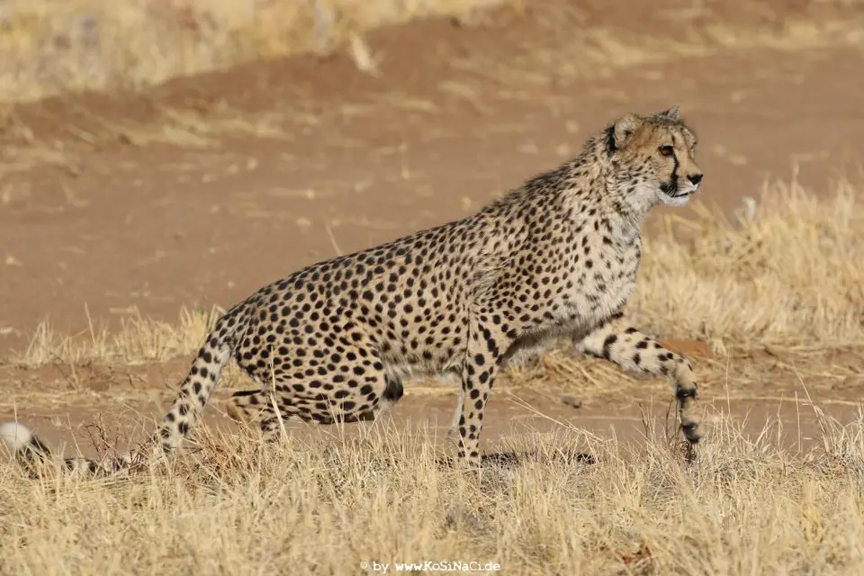 Na16_12384.JPG