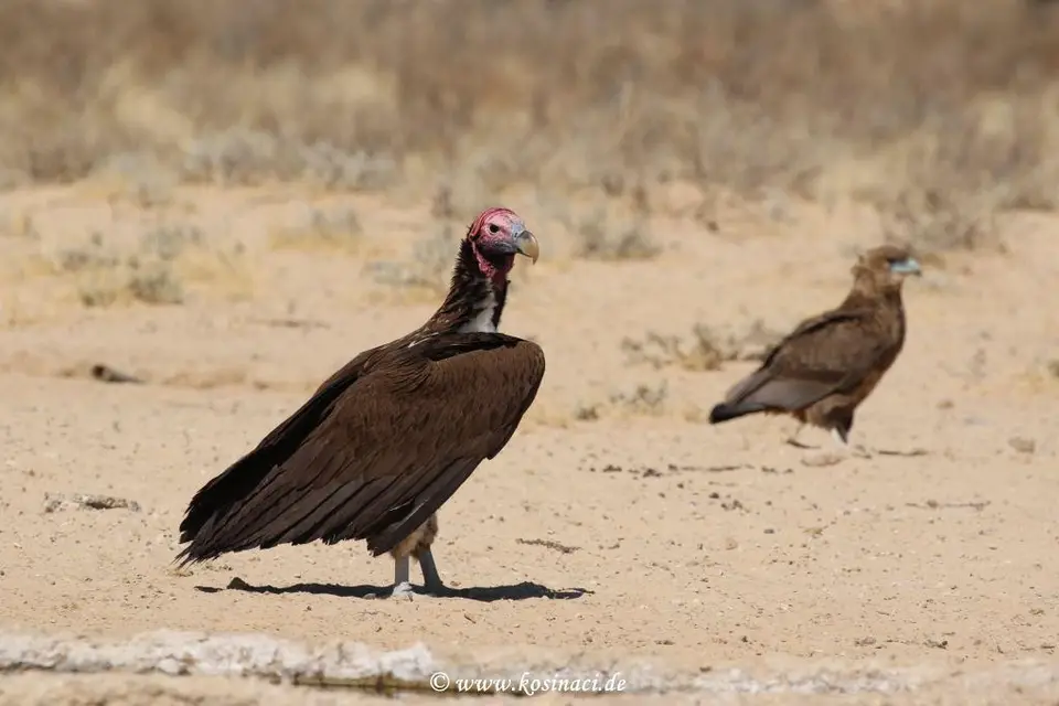 Na16_2998.JPG