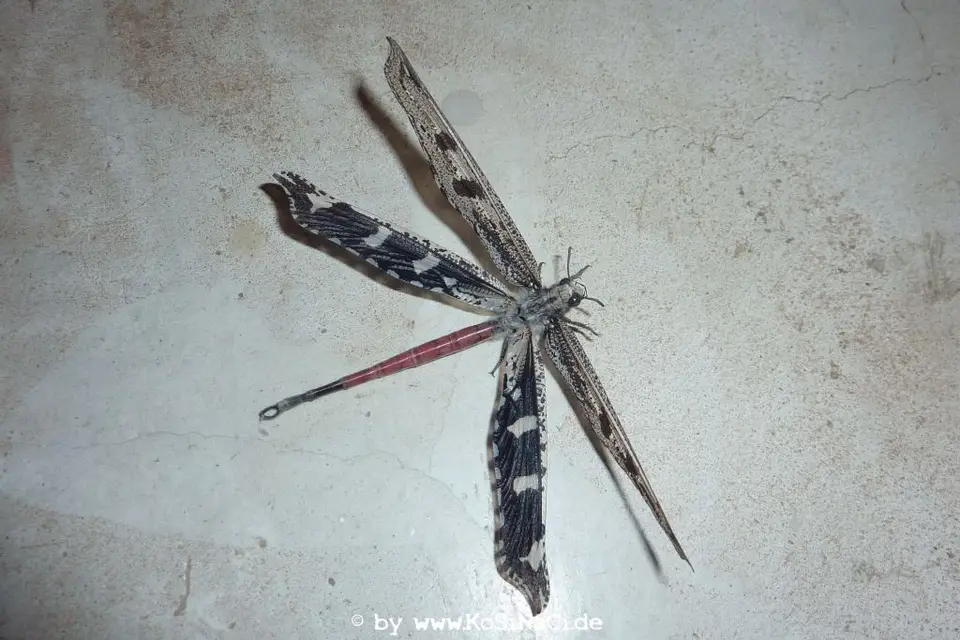 Na16_5402-2.JPG