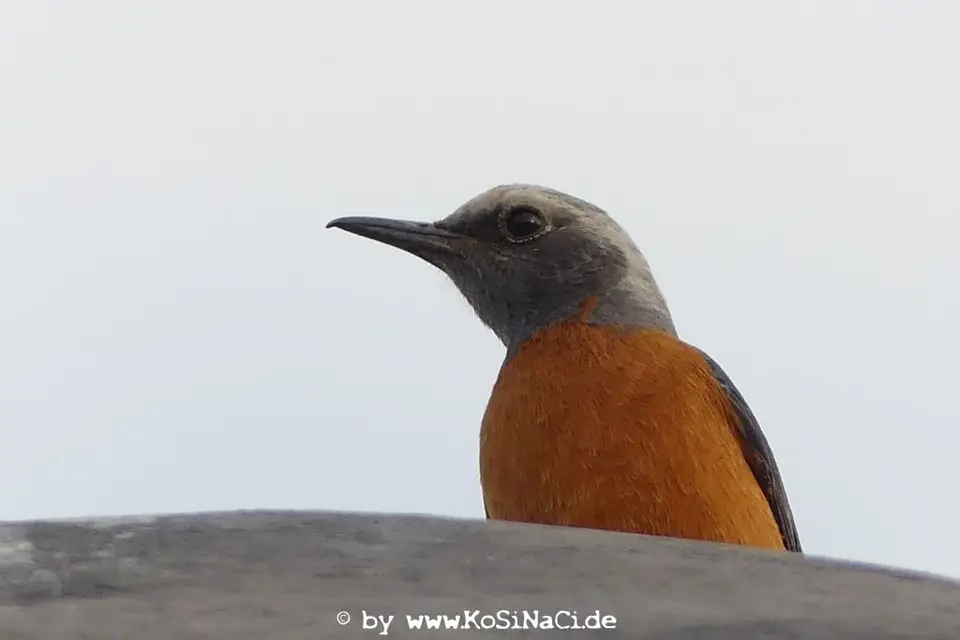 Na16_5434.JPG