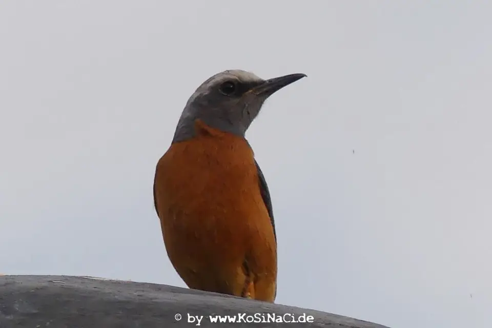 Na16_5435.JPG