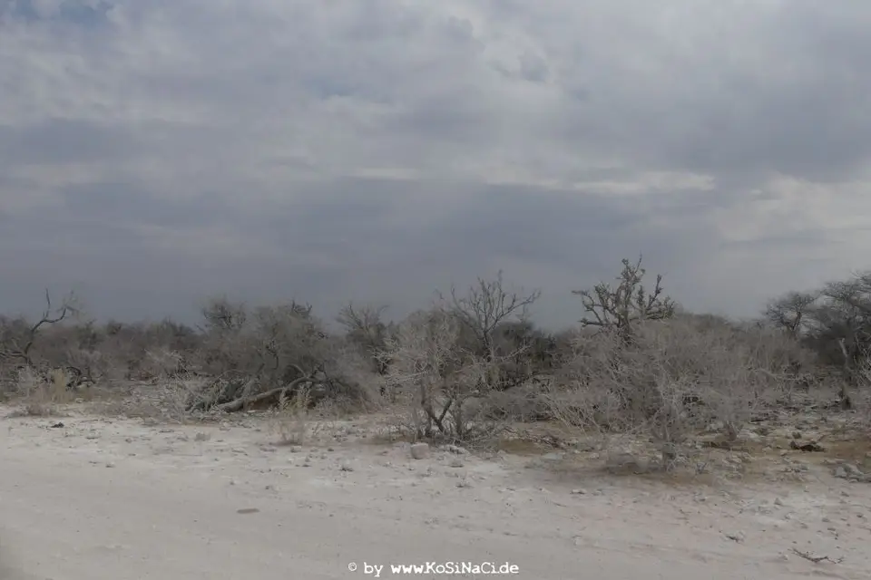 Na16_5626.JPG