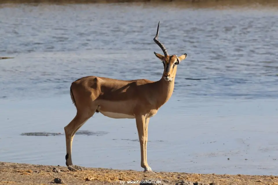 Na16_6812.JPG