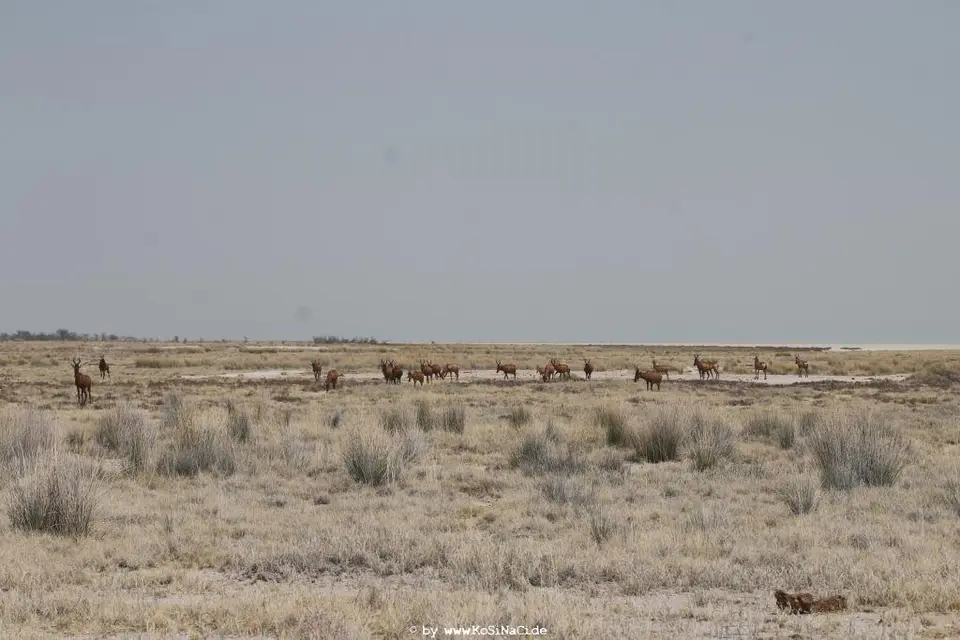 Na16_7563.JPG