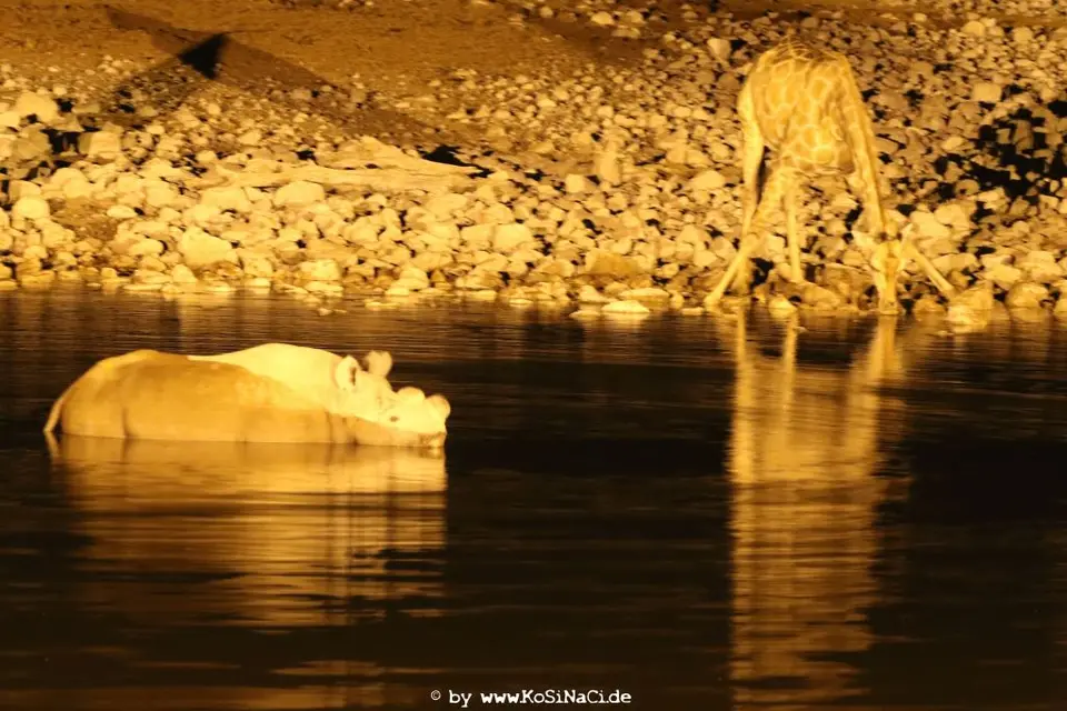 Na16_8164.JPG