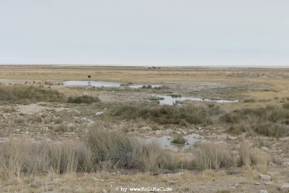 Na16_9738.JPG
