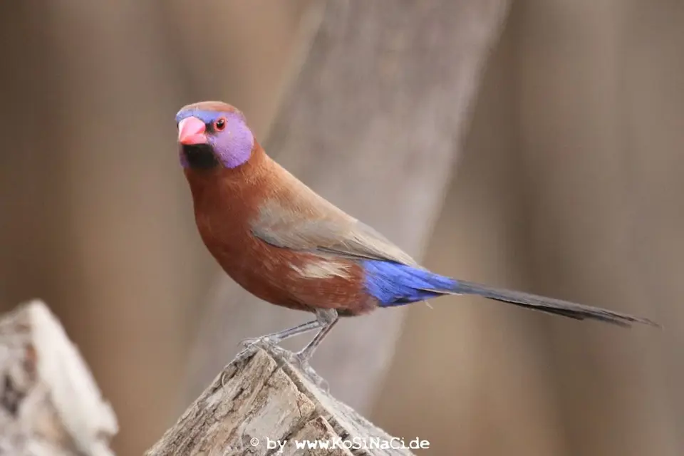 Na17_10705.JPG