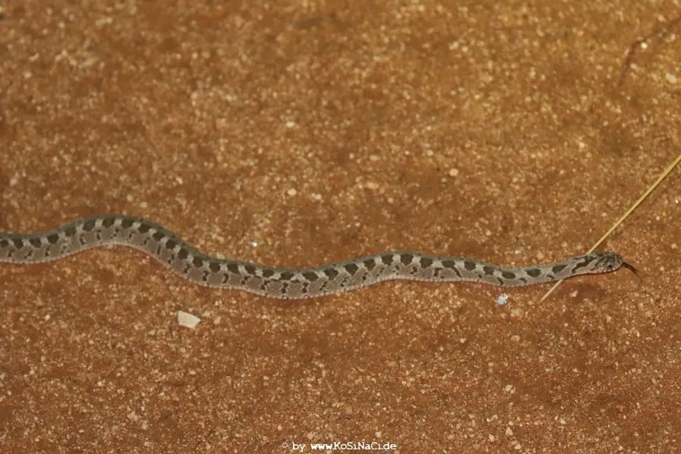 Na17_11330-2.JPG