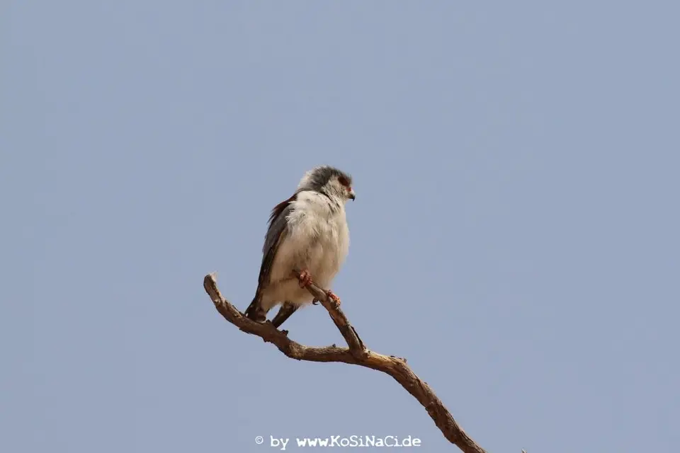 Na17_4673.JPG