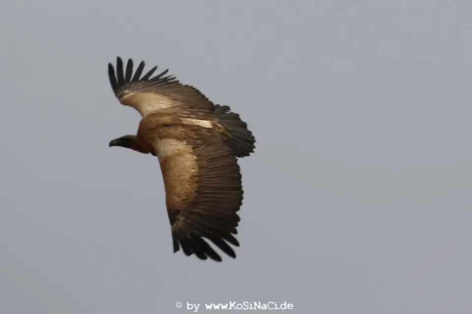Na17_5063.JPG