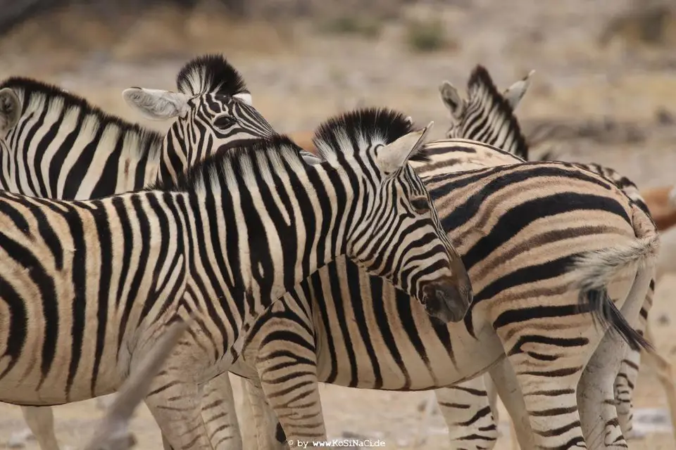 Na17_6928.JPG