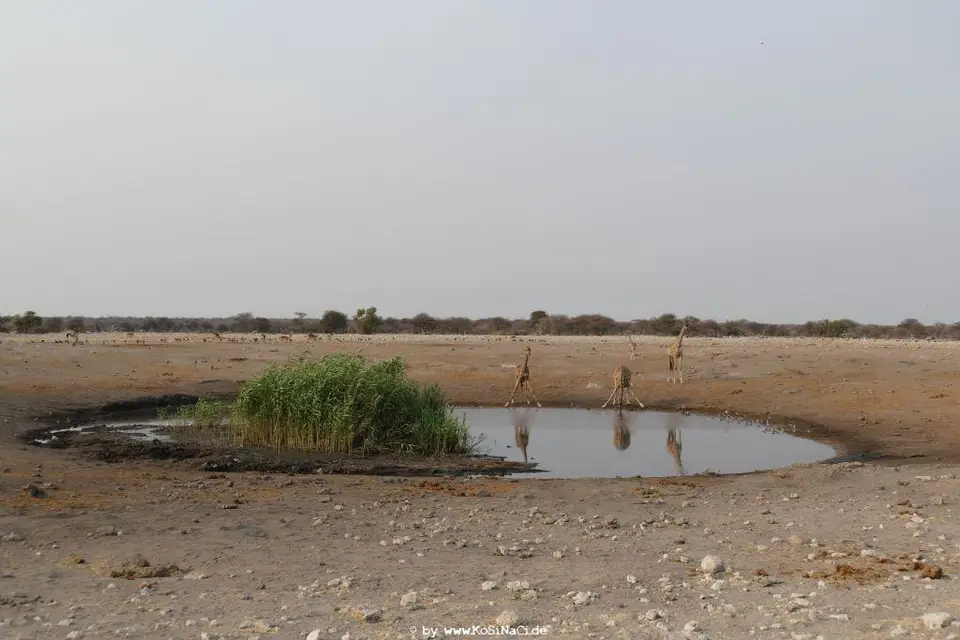 Na18_5178.JPG