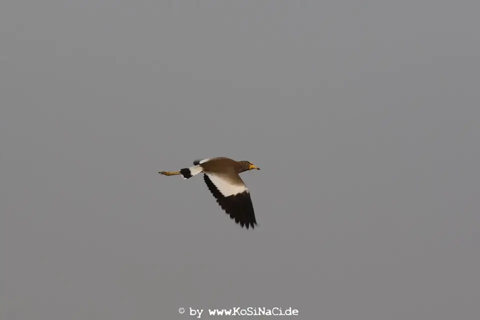 Na18_8740.JPG