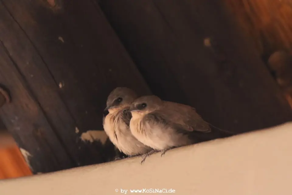 Na19_0280.JPG