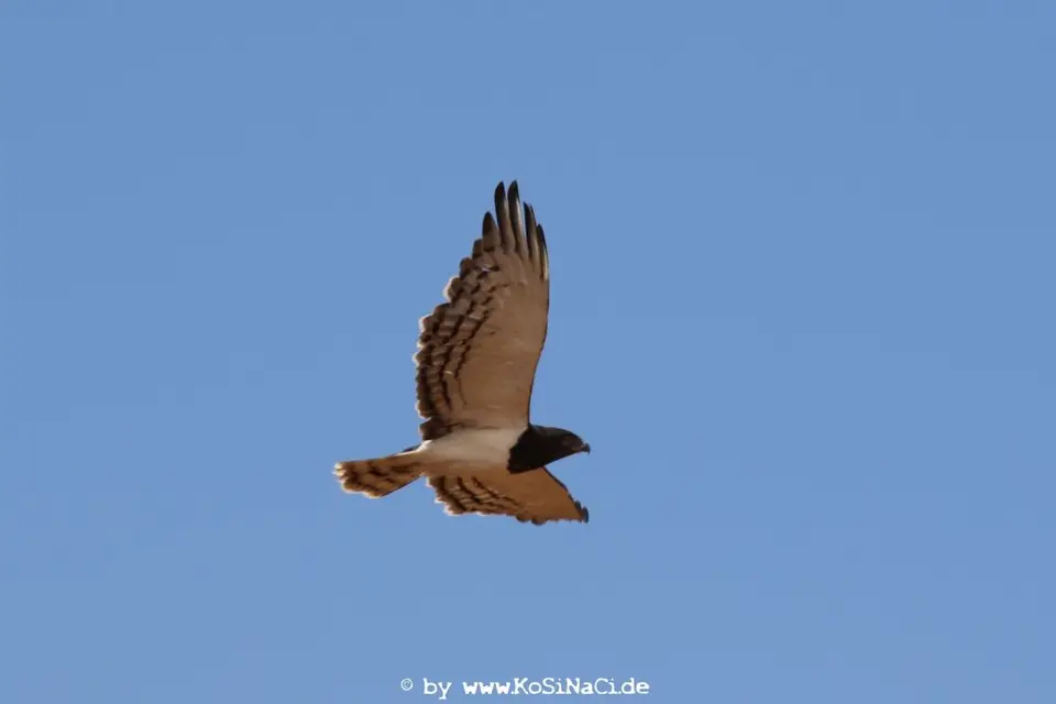 Na19_1018.JPG