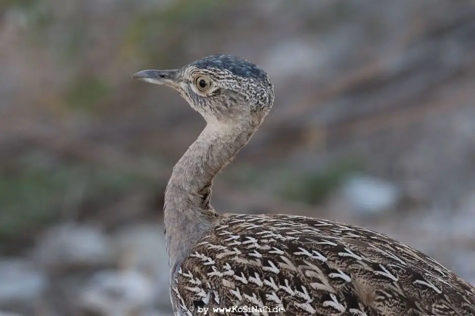 Na19_17408.JPG