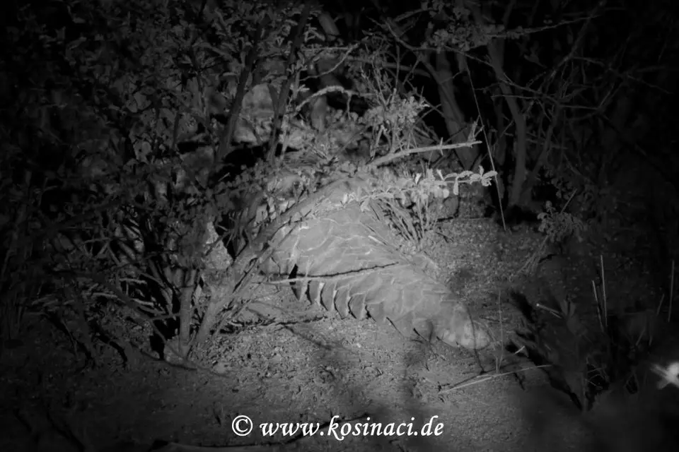 Na19_21088.JPG