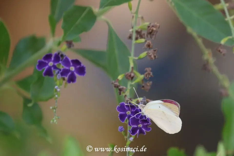 Na21_0051.JPG
