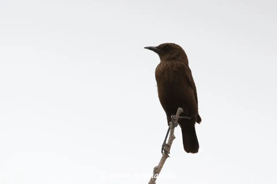 Na21_10162.JPG