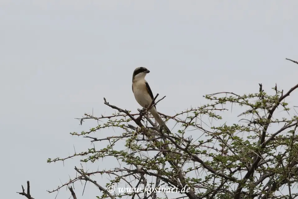 Na21_10258.JPG