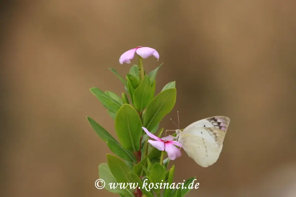 Na21_12524.JPG