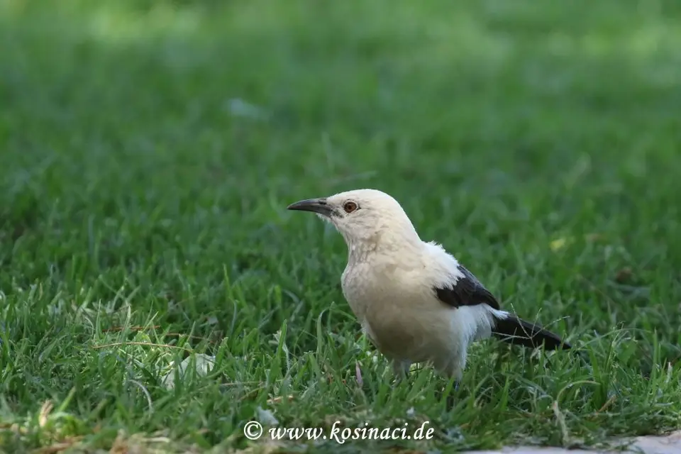 Na21_3183.JPG