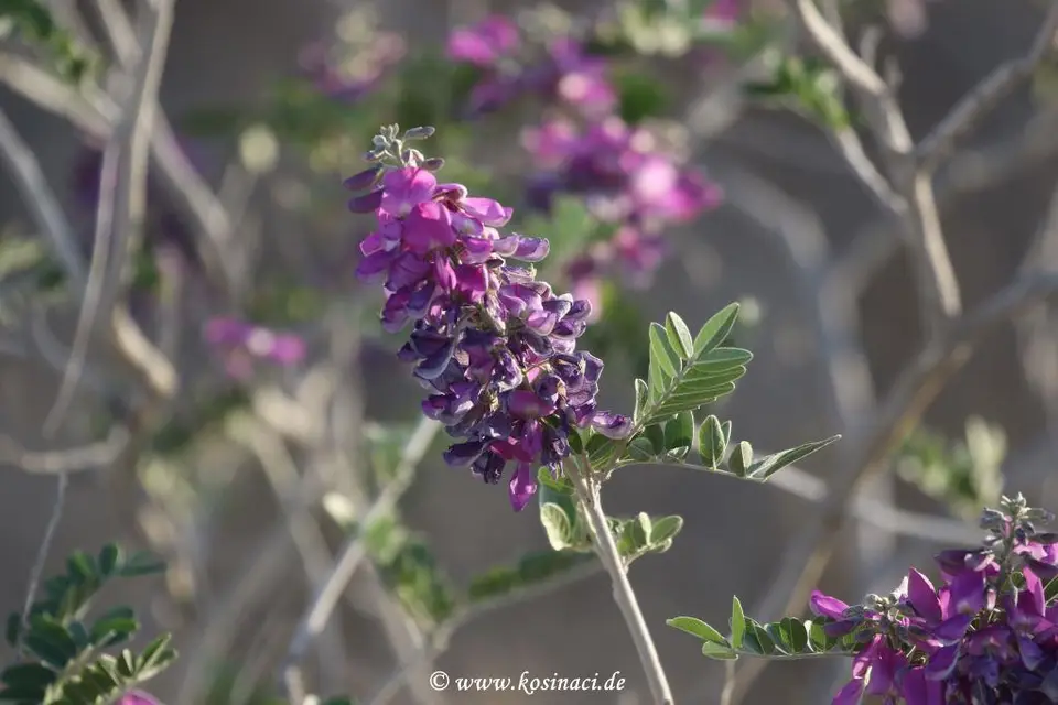 Na21_3898.JPG