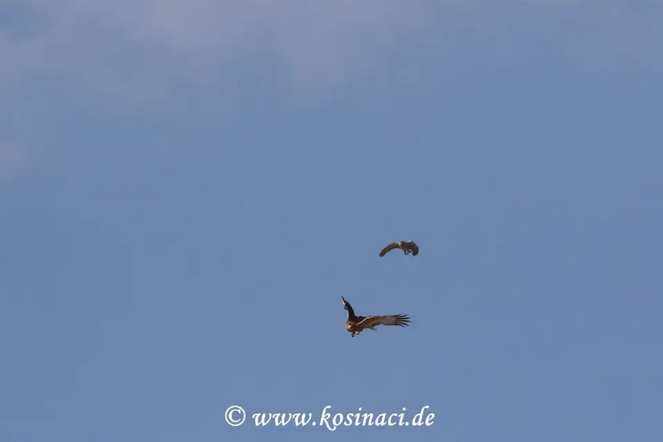 Na21_7503.JPG