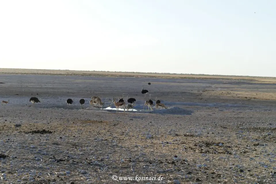 Na21_7947.JPG
