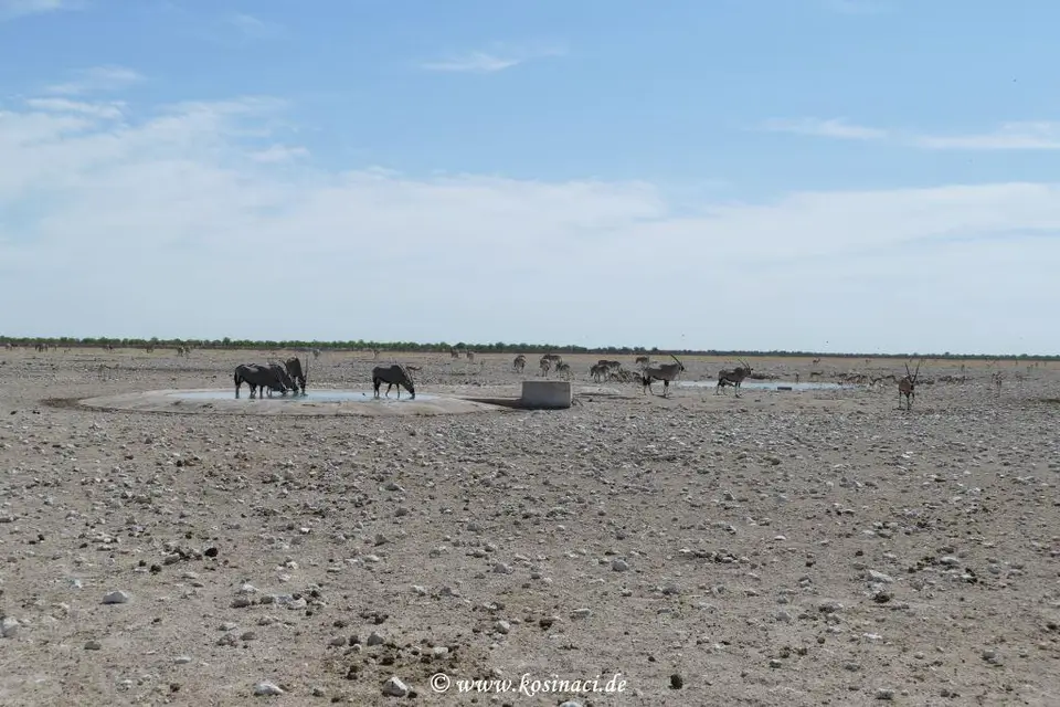 Na21_8097.JPG