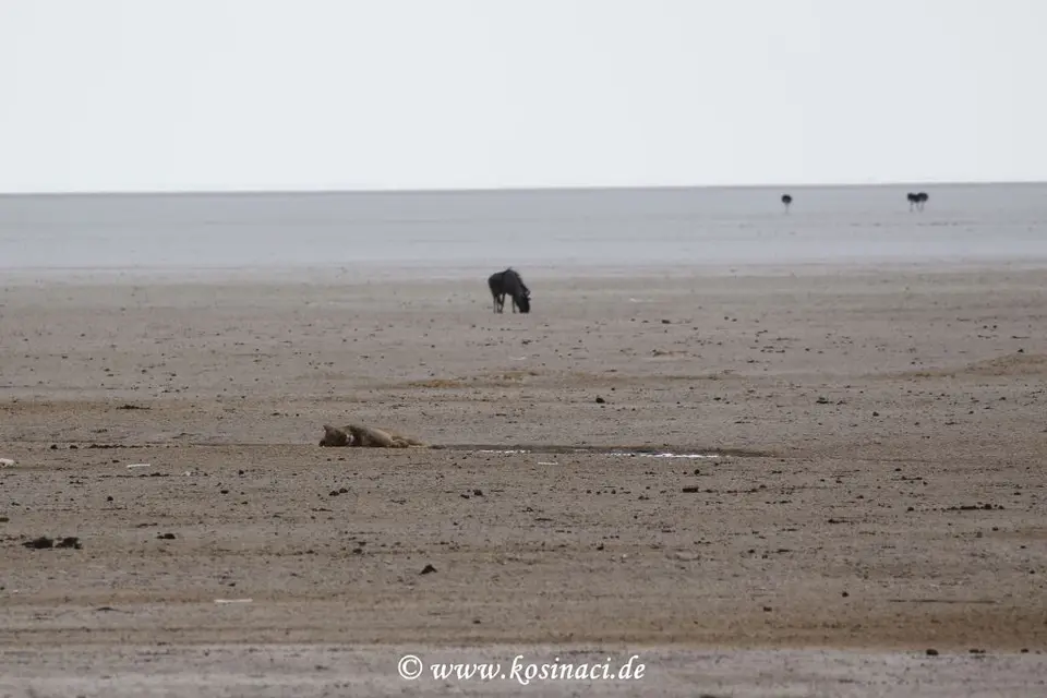 Na21_8421.JPG