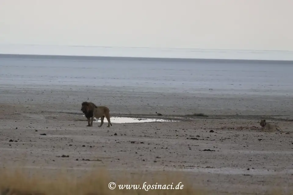 Na21_8533.JPG