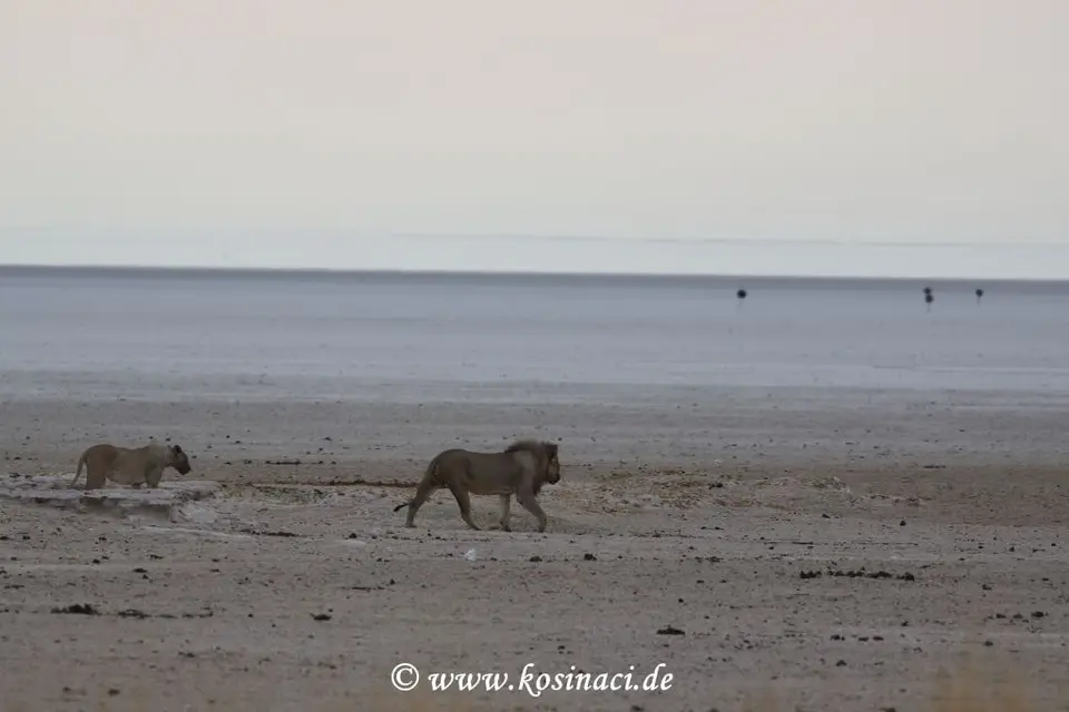 Na21_8548.JPG