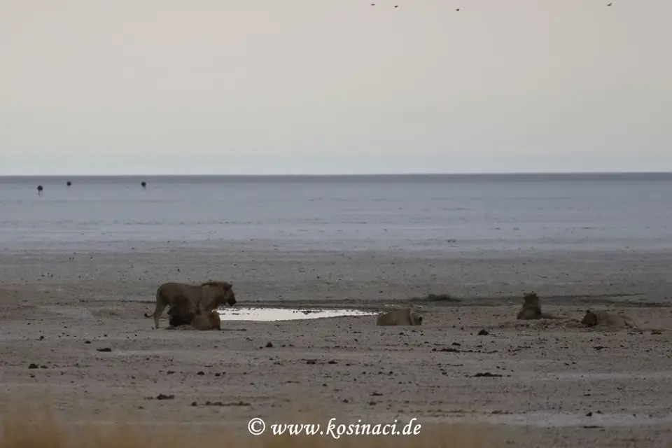 Na21_8582.JPG